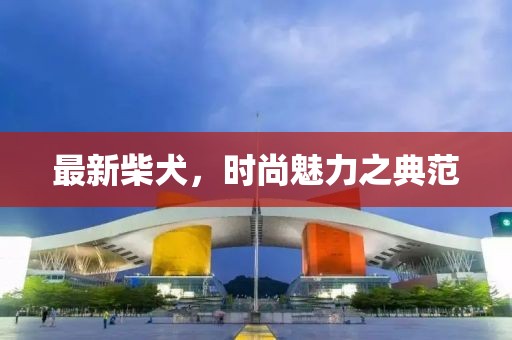 最新柴犬，时尚魅力之典范