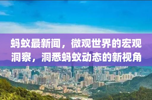 蚂蚁最新闻，微观世界的宏观洞察，洞悉蚂蚁动态的新视角