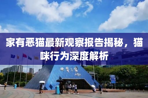 家有恶猫最新观察报告揭秘，猫咪行为深度解析