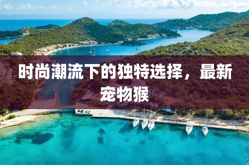 时尚潮流下的独特选择，最新宠物猴