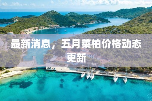 最新消息，五月菜柏价格动态更新