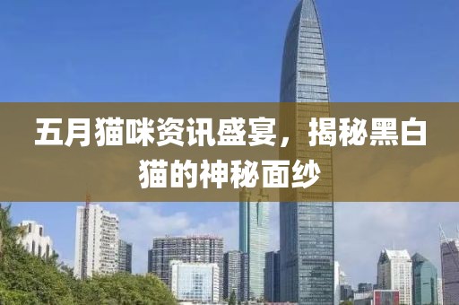 五月猫咪资讯盛宴，揭秘黑白猫的神秘面纱