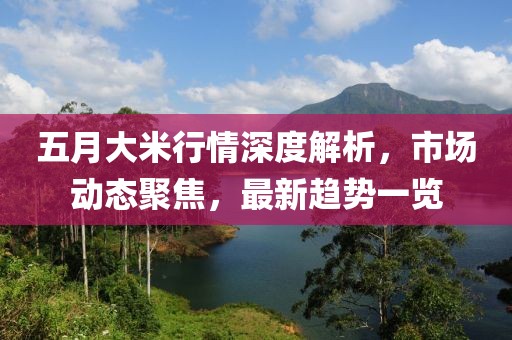 五月大米行情深度解析，市场动态聚焦，最新趋势一览