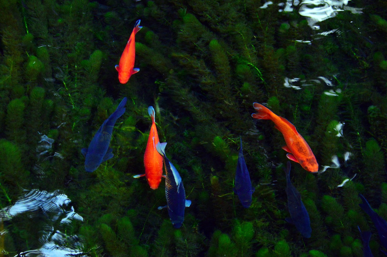 革新养殖技术，最新养鱼法打造绿色生态水族新纪元